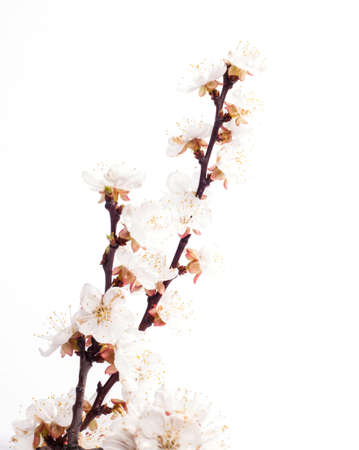 Cherry blossoms on the white backgroundの写真素材