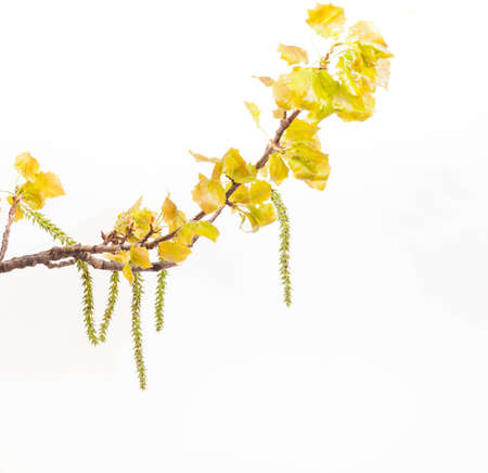 Spring white poplar branch isolated on whiteの写真素材