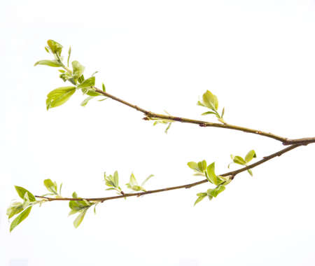 Branch of young leaves isolated on whiteの写真素材