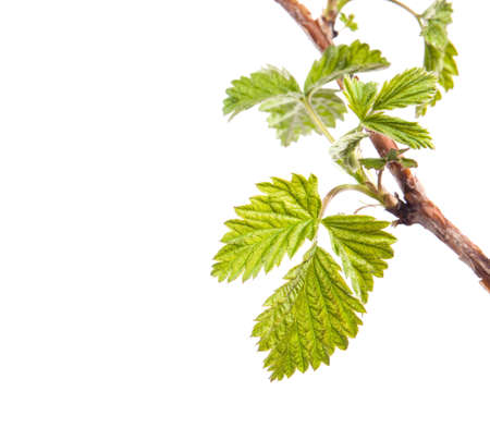 Branch of raspberries isolated on a white backgroundの写真素材