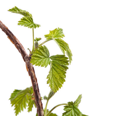 Branch of raspberries isolated on a white backgroundの写真素材