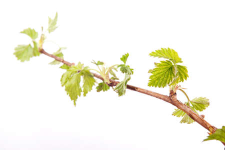 Branch of raspberries isolated on a white backgroundの写真素材