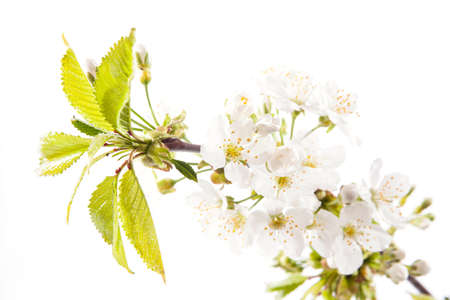 Cherry blossoms on the white backgroundの写真素材