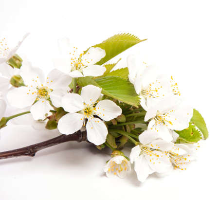 Cherry blossoms on the white backgroundの写真素材