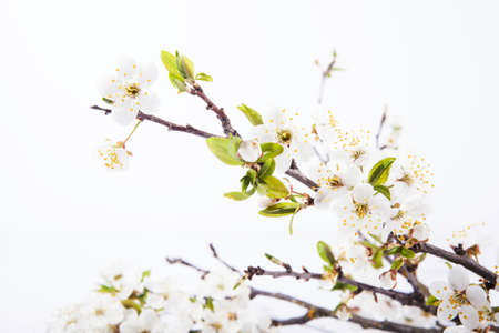 Cherry blossoms on the white backgroundの写真素材