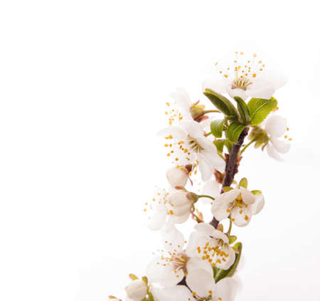 Cherry blossoms on the white background