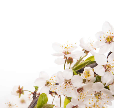 Cherry blossoms on the white backgroundの写真素材