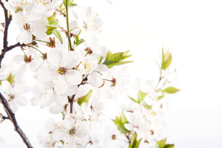 Cherry blossoms on the white background