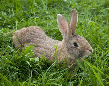 Rabbits in the grass