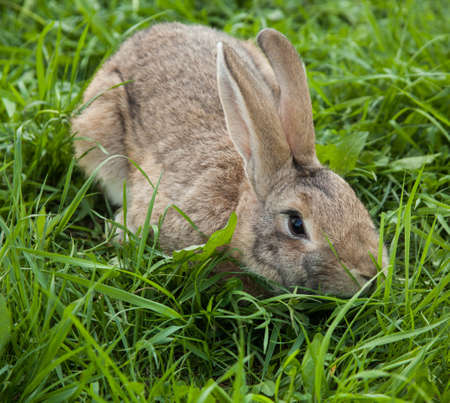 Rabbit in the grass
