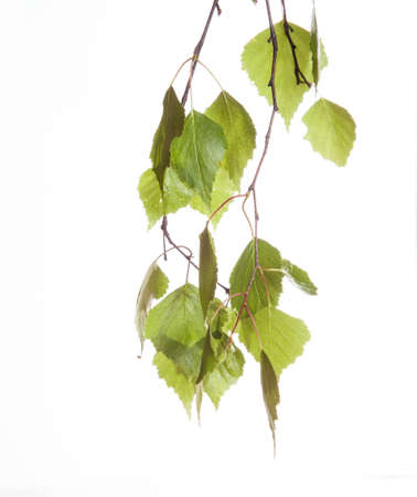 Spring twig birch with green leaves on a white backgroundの写真素材