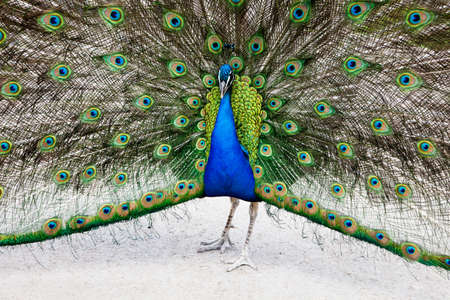 Close up of peacock showing its beautiful feathersの写真素材