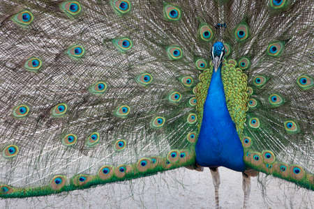 Close up of peacock showing its beautiful feathers