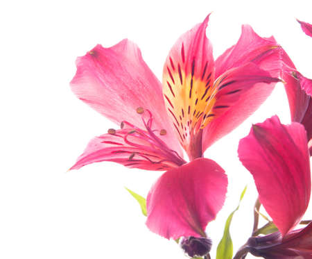  A bunch of wonderful alstroemeria flowers の写真素材