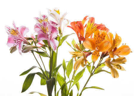  A bunch of wonderful alstroemeria flowers の写真素材
