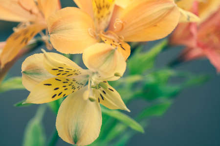  A bunch of wonderful alstroemeria flowers の写真素材