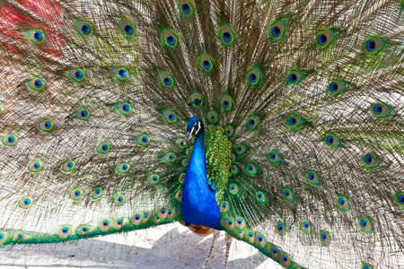 Close up of peacock showing its beautiful feathersの写真素材