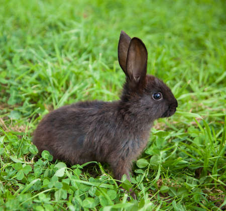 Rabbit bunny cute on the grass outdoors.