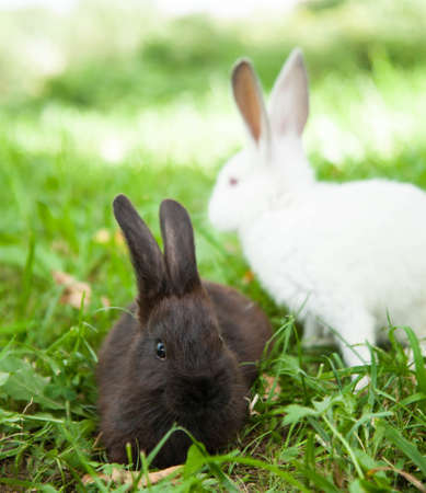 Rabbits bunny cute on the grass outdoors.の写真素材