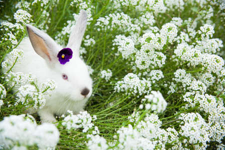 Rabbit bunny cute on the grass outdoors.の写真素材