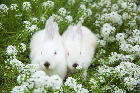Rabbits bunny cute on the grass outdoors.