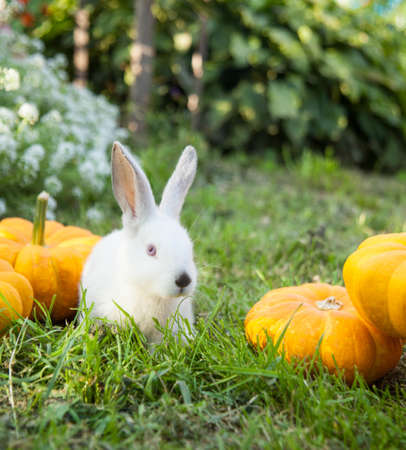 Rabbit bunny cute on the grass outdoors.の写真素材