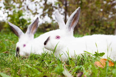 Image of two rabbits in green grass outdoor