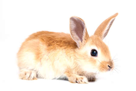 Red-haired bunny rabbit isolated on the white background