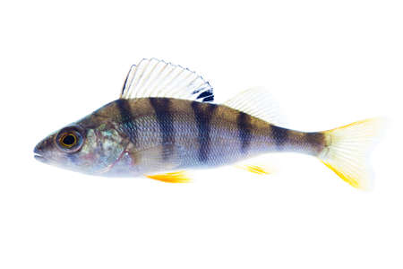 European perch on the whiteの写真素材