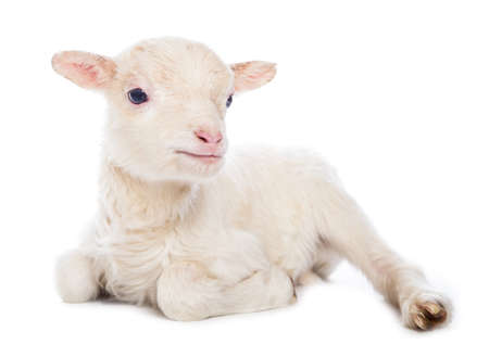 Lamb sittingの写真素材