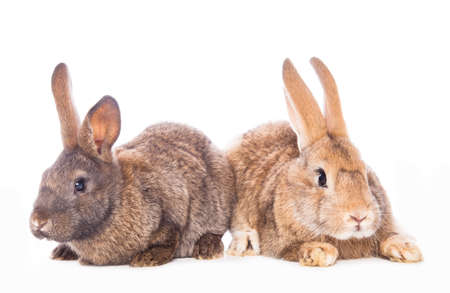 Cute rabbitsの写真素材