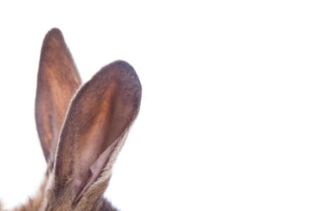 rabbits earsの写真素材