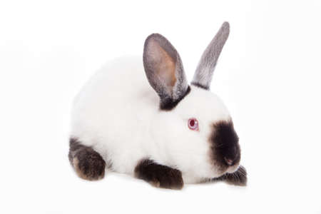 Cute rabbitの写真素材
