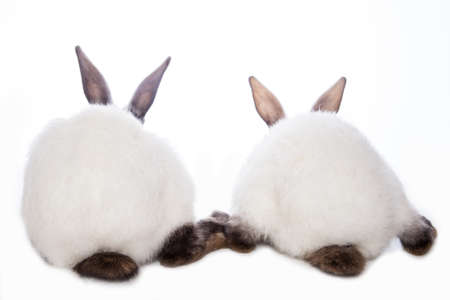 Cute rabbitsの写真素材