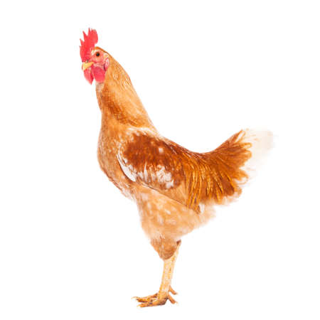 Rooster isolated on white backgroundの写真素材