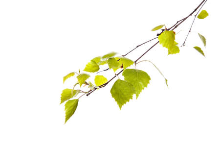 Birch branchの写真素材