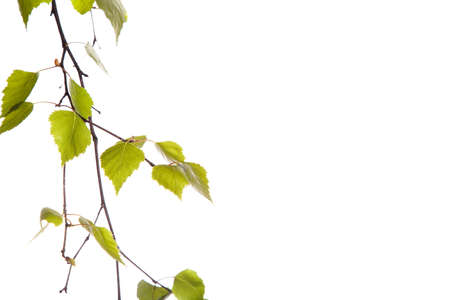 Birch branchの写真素材