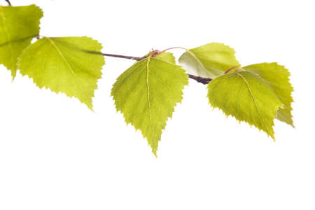 Birch branchの写真素材