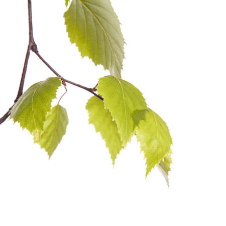 Birch branchの写真素材