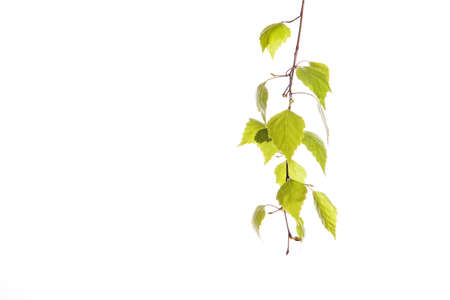 Birch branchの写真素材