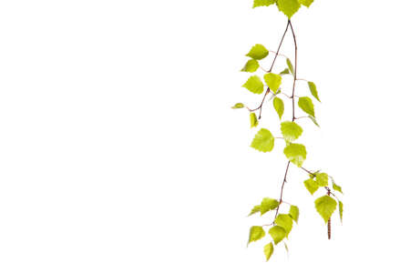 Birch branchの写真素材