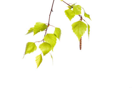 Birch branchの写真素材