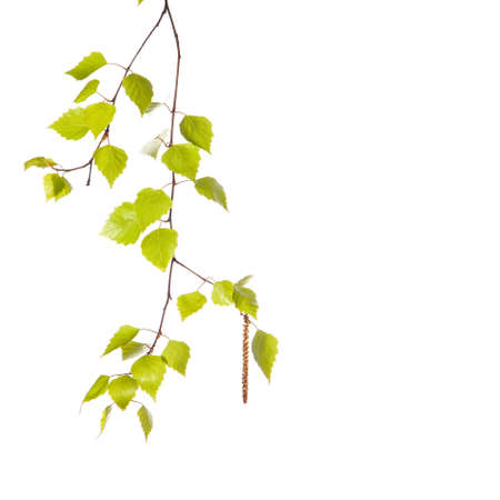 Birch branchの写真素材