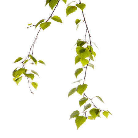 Birch branchの写真素材