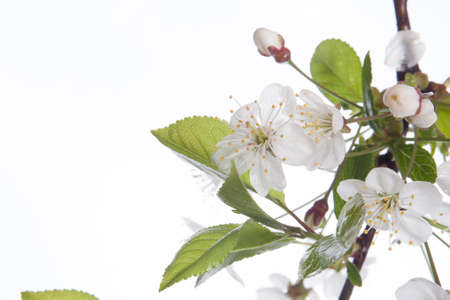 Cherry blossomsの写真素材