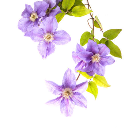 Beautiful blue flowers on the white backgroundの写真素材