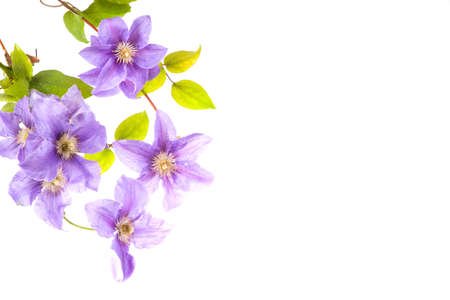 Beautiful  blue flowers on the white backgroundの写真素材