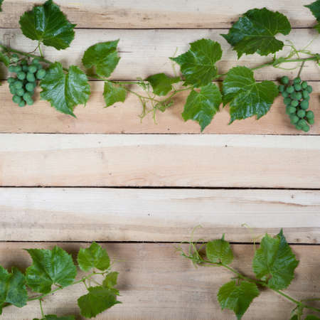 Green grape leaves on the wooden backgroundの写真素材