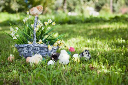 Little cute chicks with basket on the grass