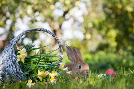Cute rabbit with nice basket and painted Easter eggs.の写真素材